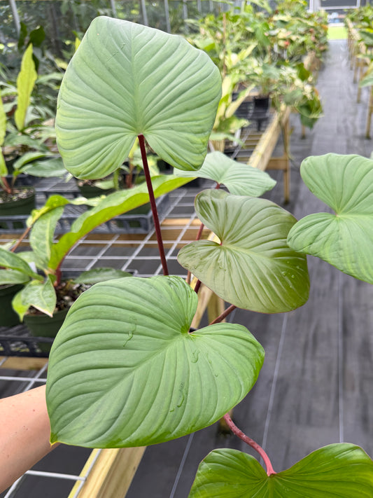 Homalomena Rubescens