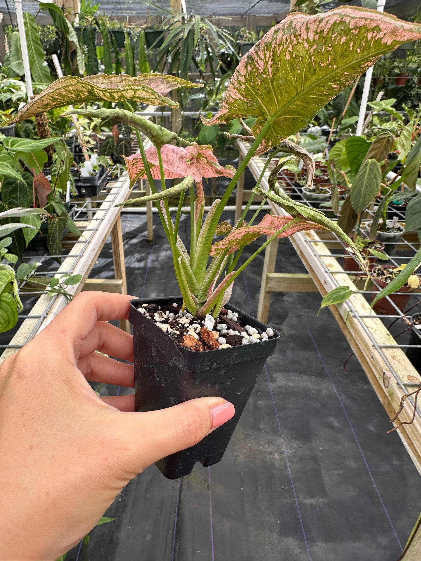 Syngonium Pink Rolli