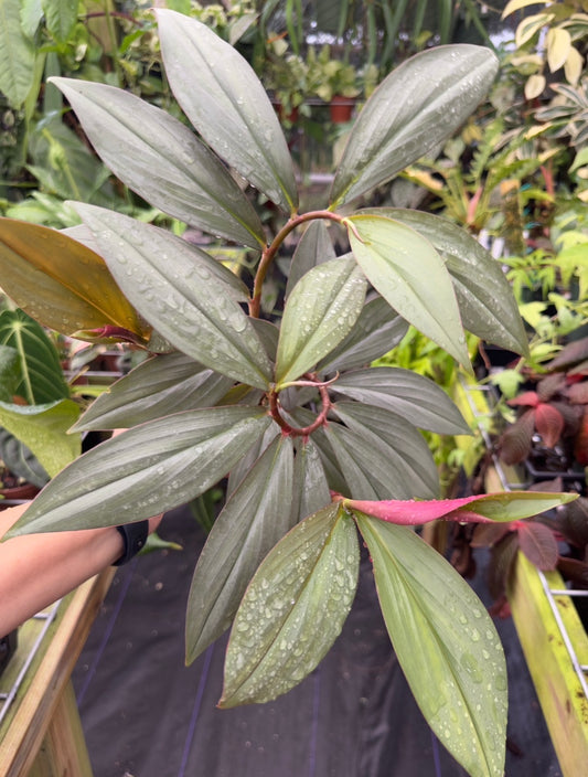 Costus erythrophyllus 'Grey Ghost'