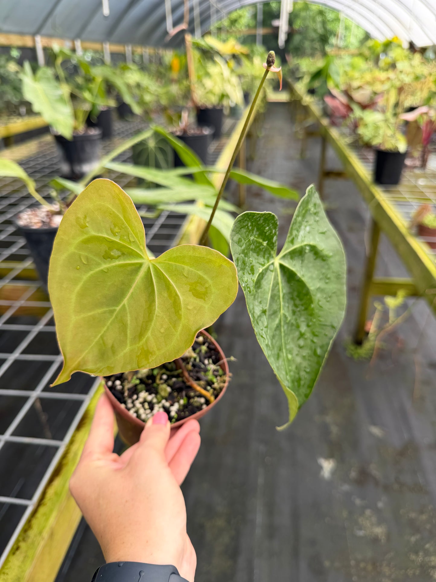 Anthurium Pterodactyl Hybrid