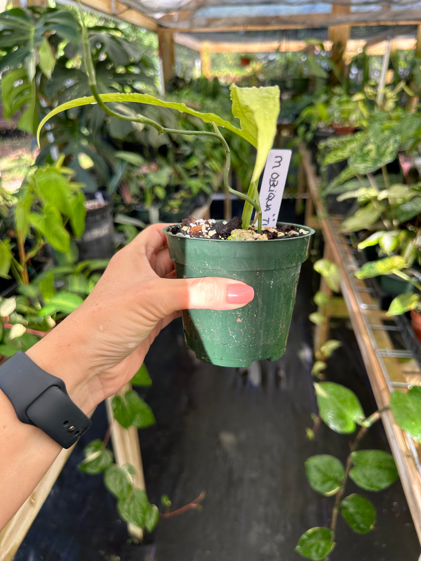 Monstera obliqua ‘Tiwintza' Rare