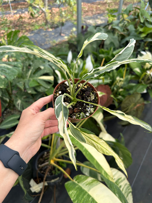 Spathiphyllum mutation aurea Peace Lily, Rare