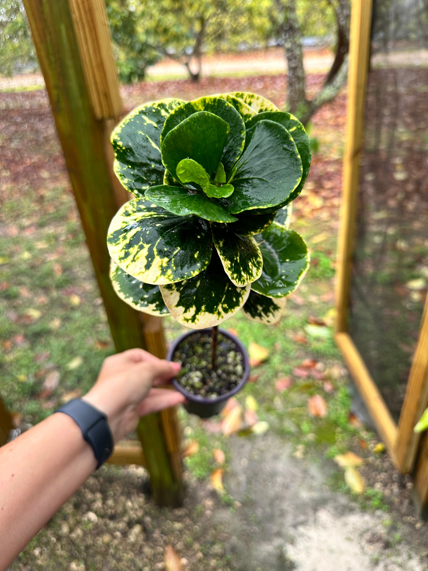 Codiaeum Variegatum, White Thai Croton, Apple
