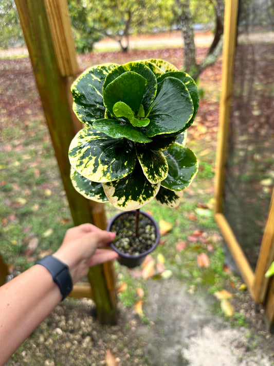 Codiaeum Variegatum, White Thai Croton, Apple