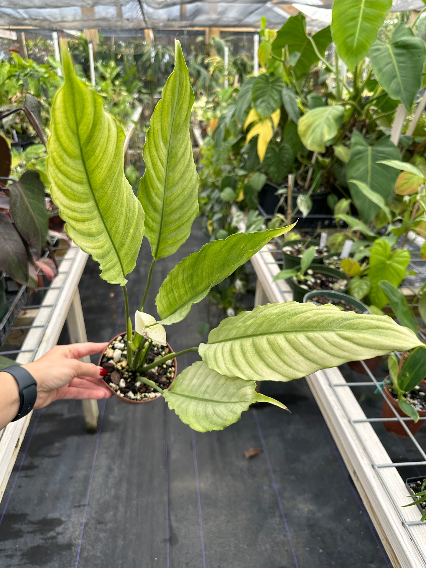 Spathiphyllum 'Ghost Mint', Peace lily