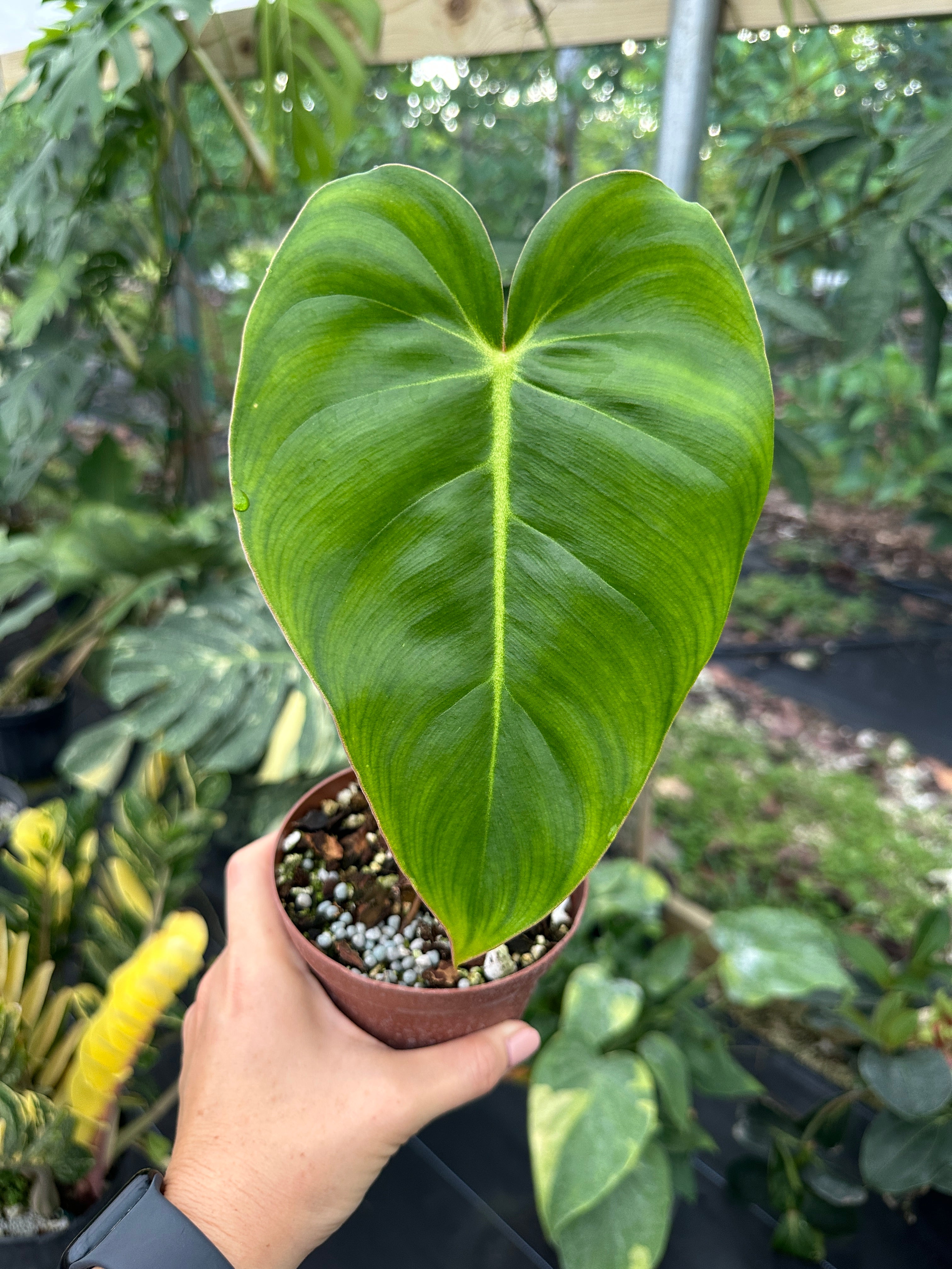 philodendron billietiae x atabapoense hybrid Philodendron Billienum hybrid (Billietiae X Pastazanum) – Top Notch Tropical