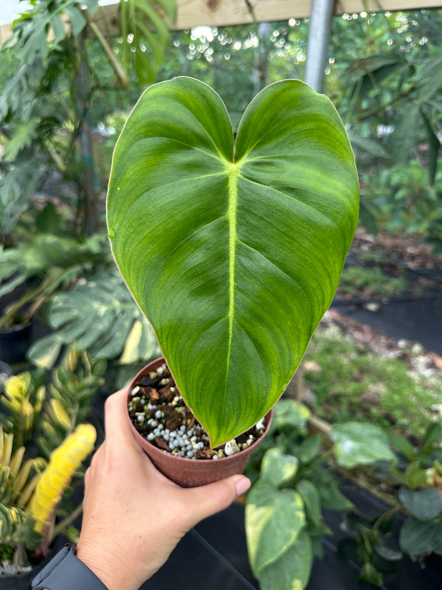 Rare Philodendron Billienum (Billietiae X Pastazanum)