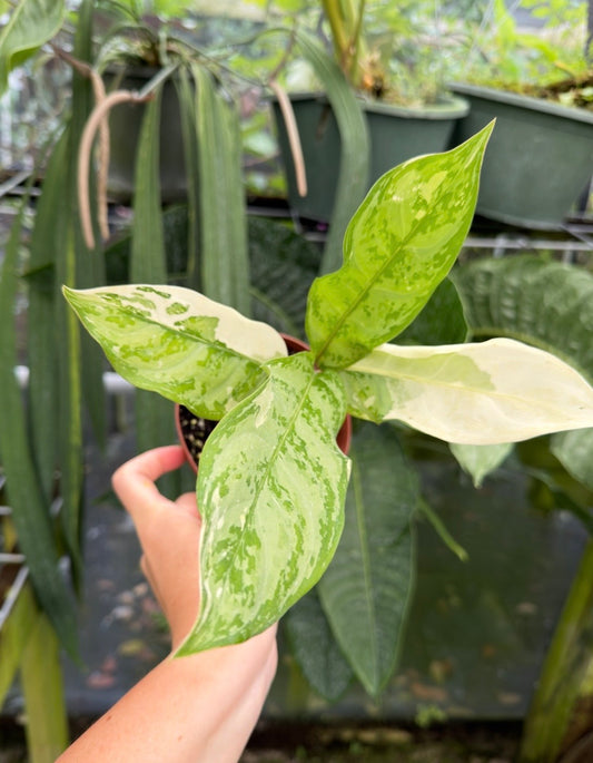 Aglaonema commutatum 'Manila Pride' variegated