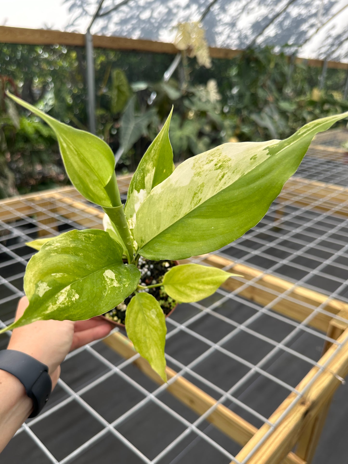 Aglaonema modestum 'Spilt Milk'