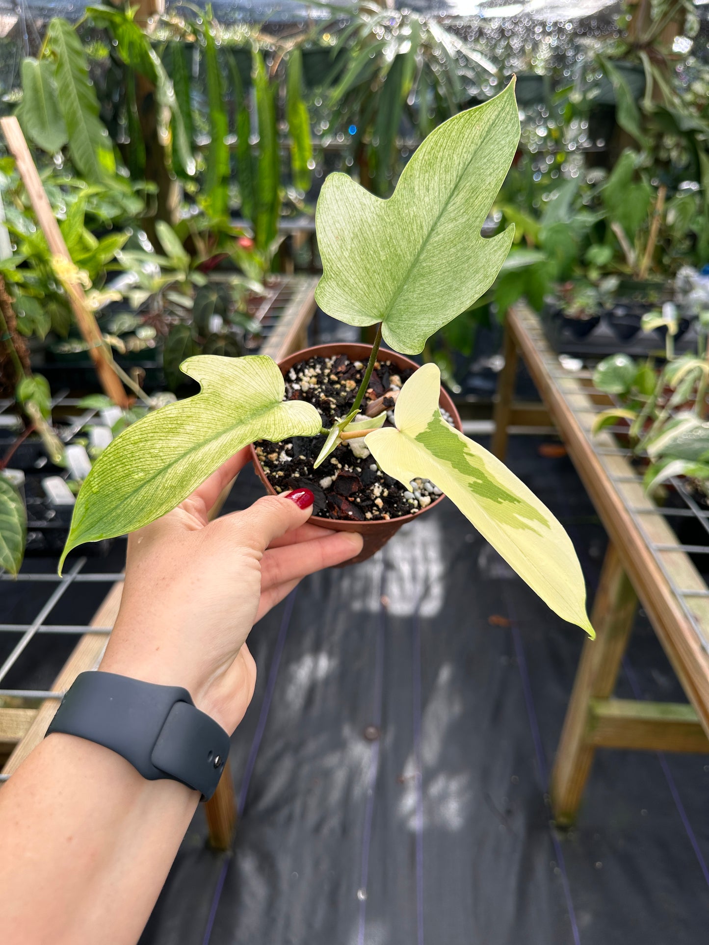 Philodendron Florida Ghost