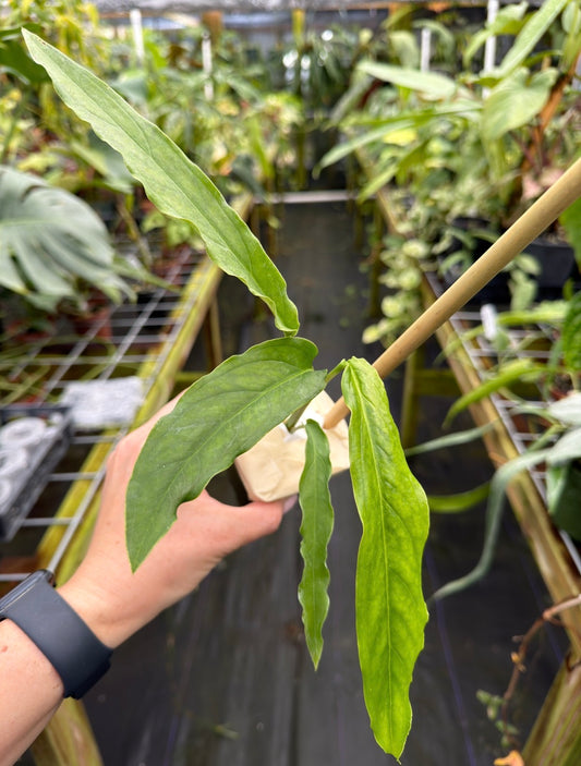 Monstera obliqua ‘Tiwintza' Rare