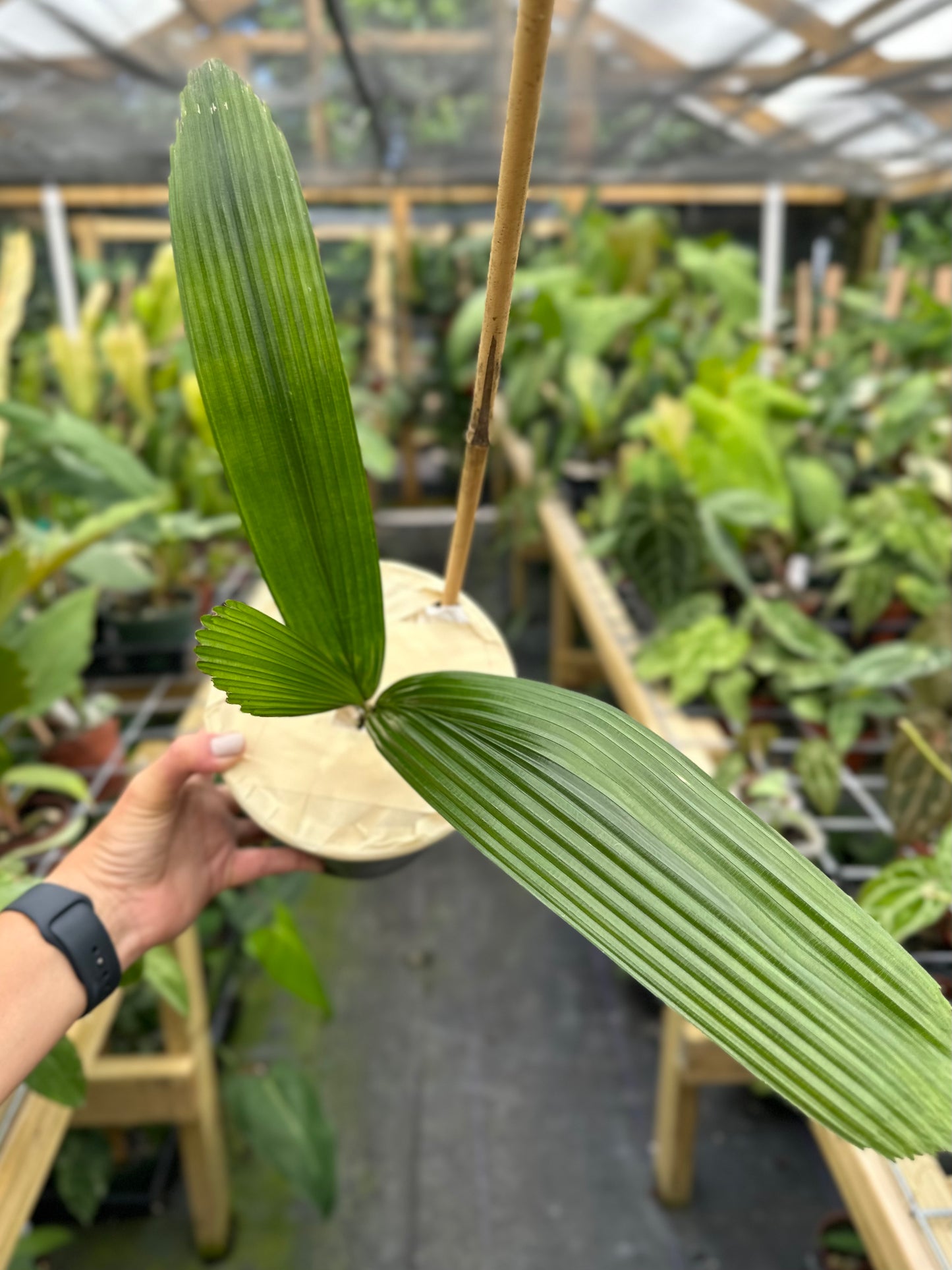 Large Rare Johannesteijsmannia Altifrons Joey Palm