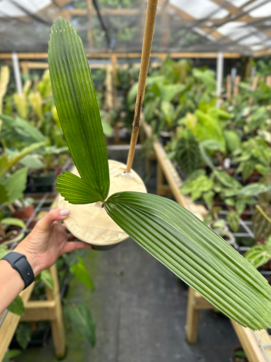 Large Rare Johannesteijsmannia Altifrons Joey Palm