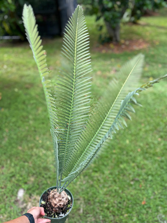 Dioon Edule "Queretaro Blue" XL