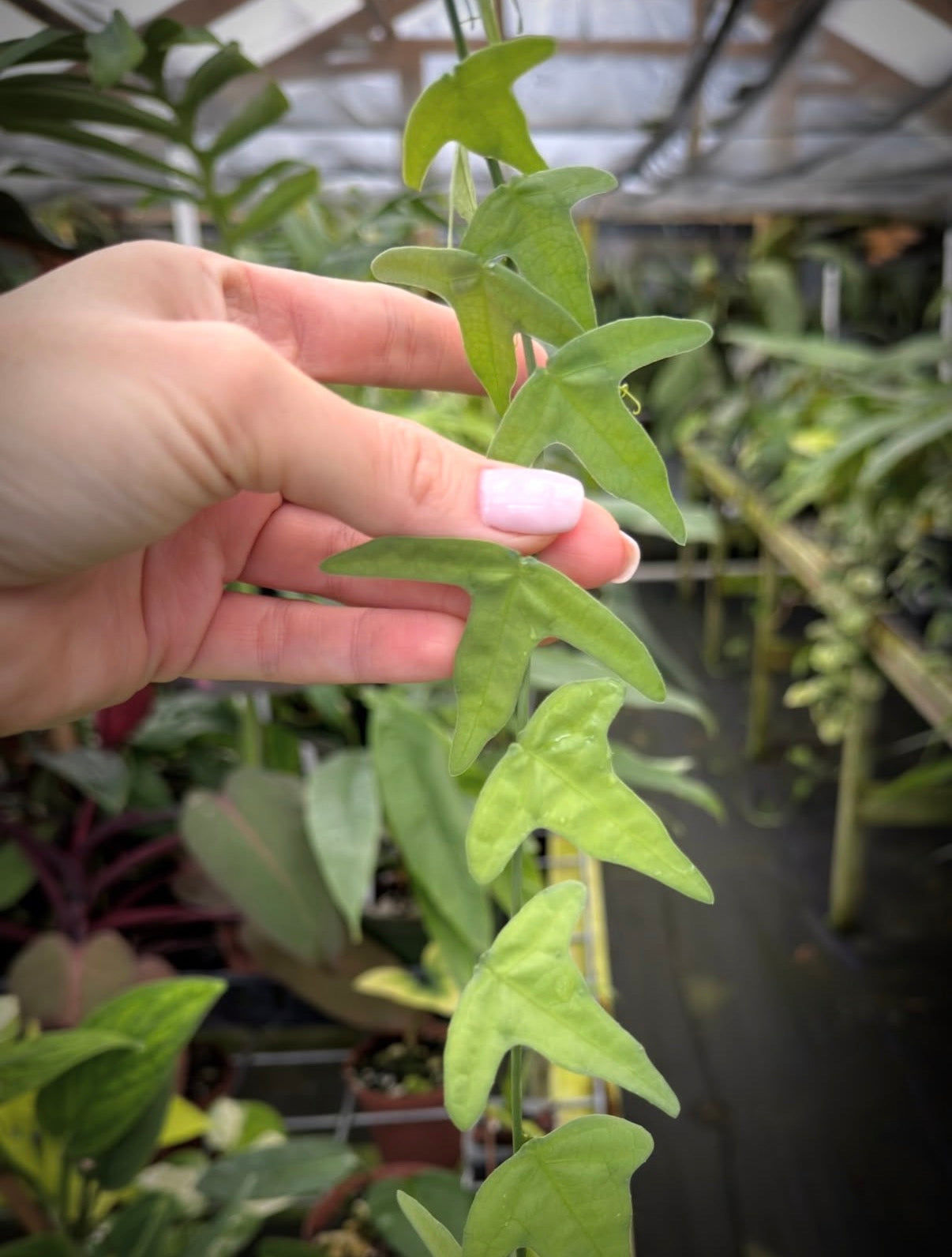 Adenia cordifolia Rare