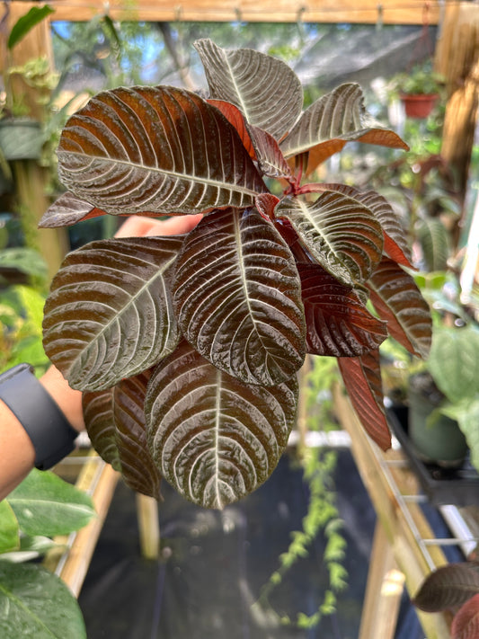 Hoffmannia roezlii type *brown