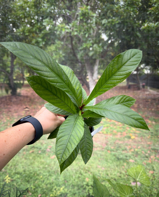 Octamyrtus glomerata, Rare