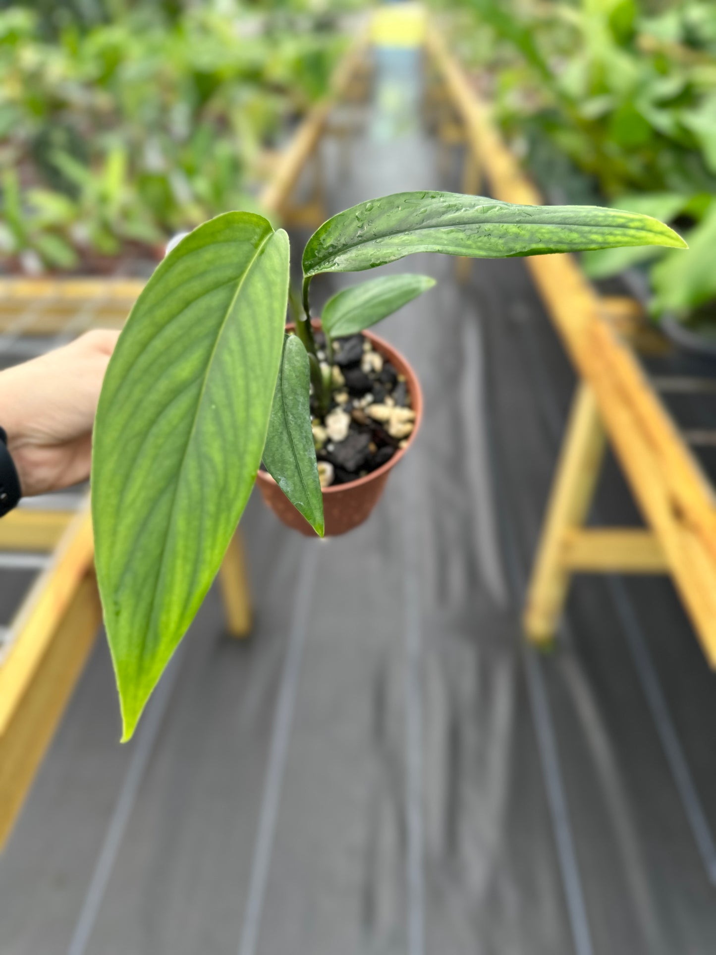 Monstera croatii Rare