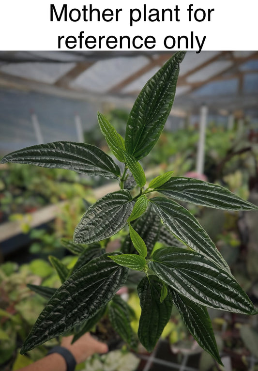 Rare Piper sp. (Dark Bullate leaves)