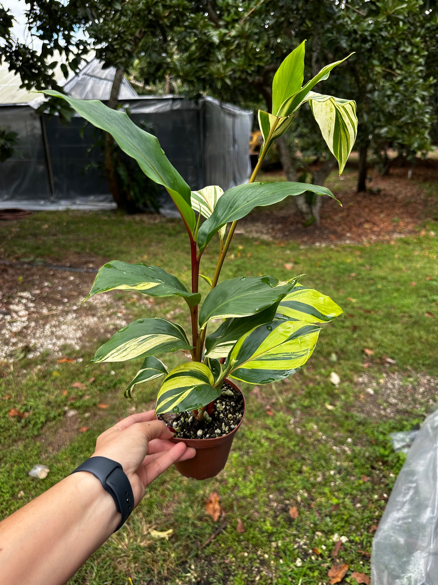 Riedelia sp. Variegated Red Stem Ginger Plant, Rare