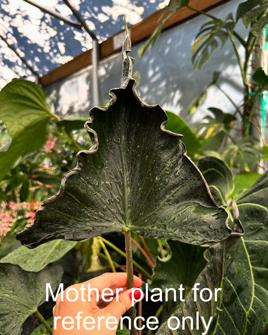 Alocasia 'Grim Reaper', Rare