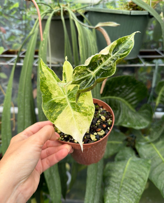 Alocasia Pink Dragon aurea variegated