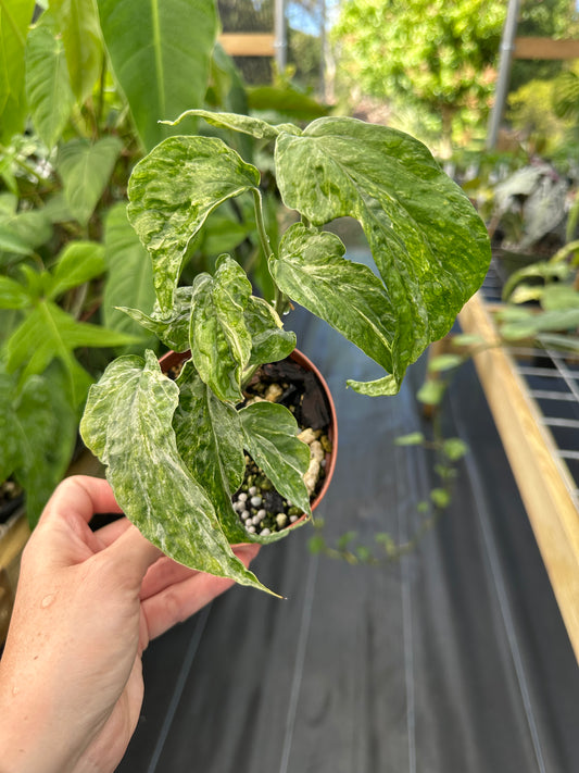 Amydrium sp.  Variegated