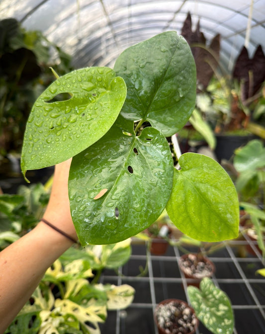 Amydrium NOID Sulawesi