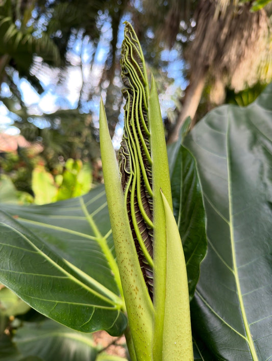 Ficus brusii