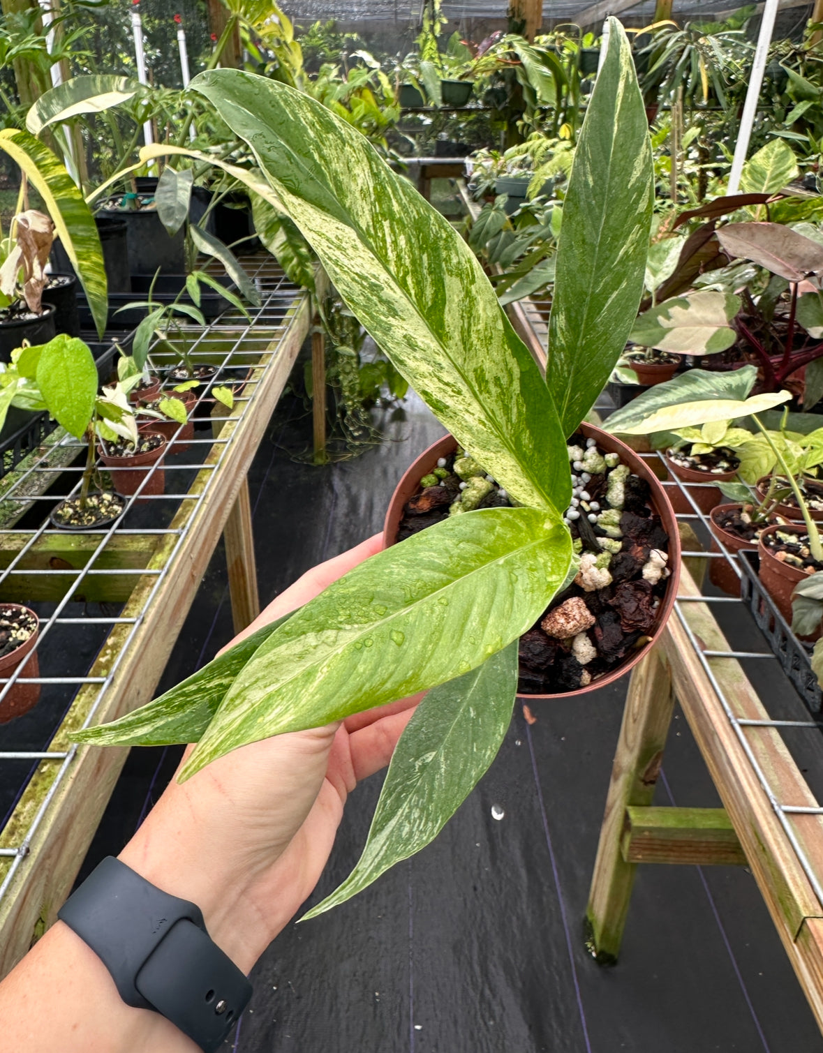 Rhaphidophora megasperma variegated