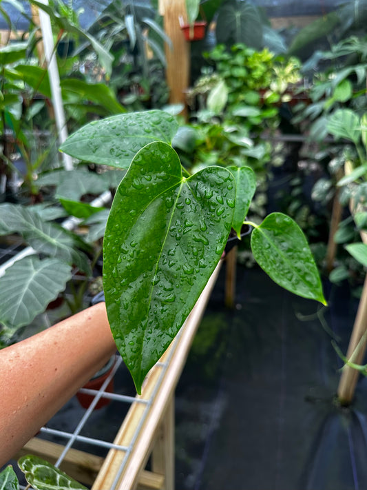 Anthurium Portillae x Papillilaminum