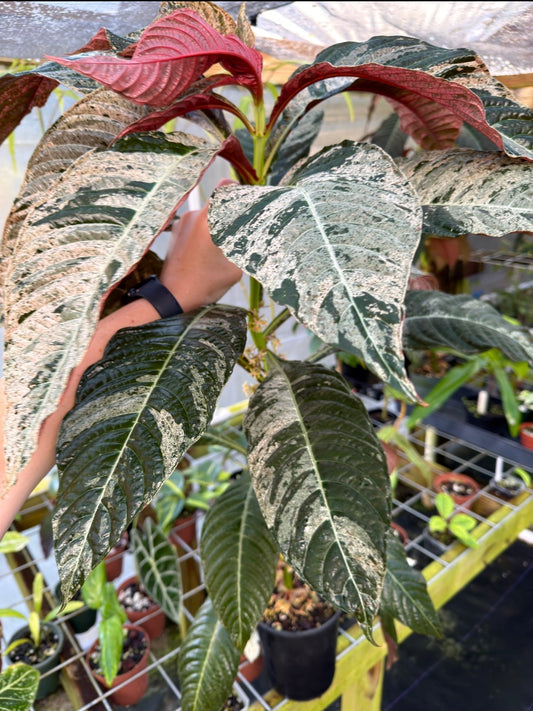 Large Hoffmannia ghiesbreghtii Variegated, EXACT PLANT, LOCAL PICK UP SPECIAL