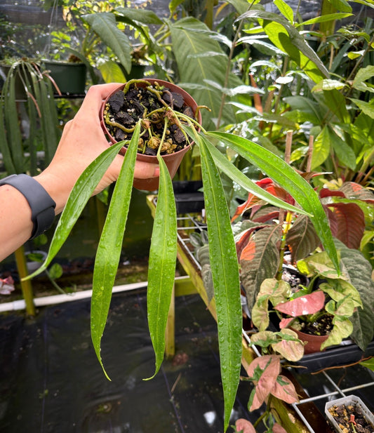 Anthurium friedrichsthalii