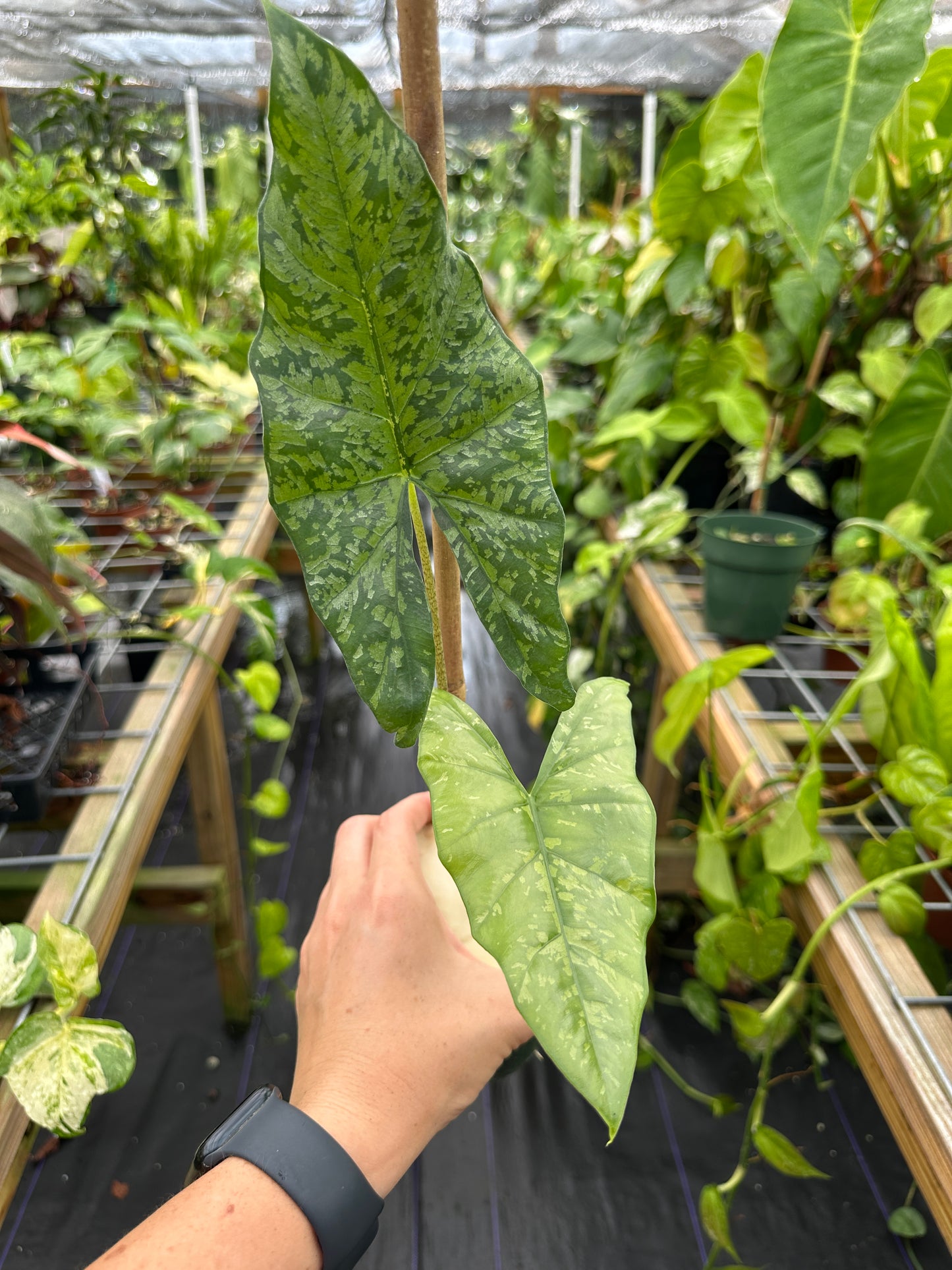 Alocasia boyceana 'Shattered Glass'