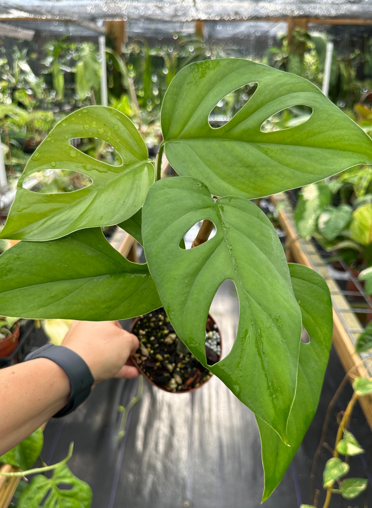 Rhaphidophora Pertusa