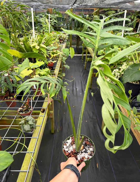 Monstera croatii Rare