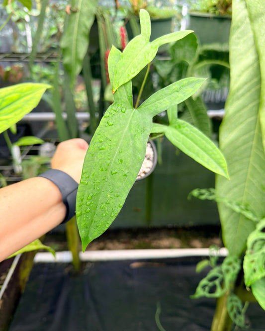 Lasia spinosa, Rare Aquatic aroid