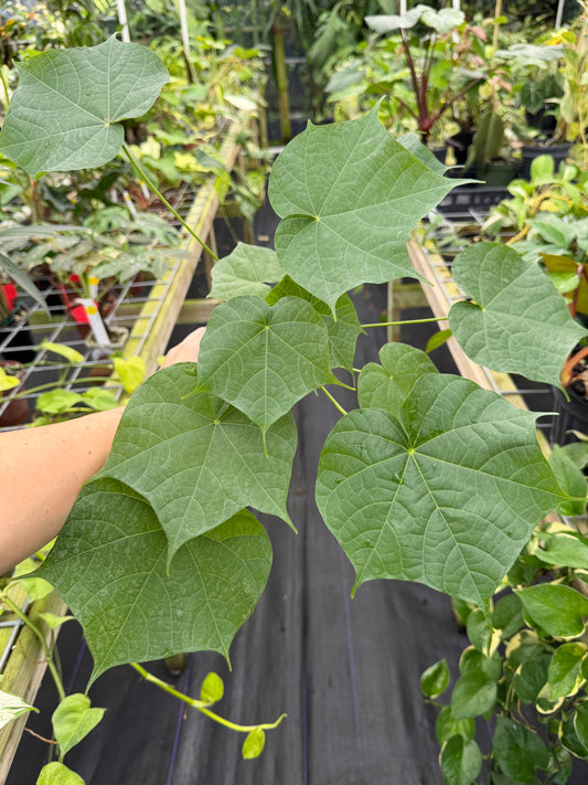 Sterculia colorata, Firmiana colorata, Bonfire tree
