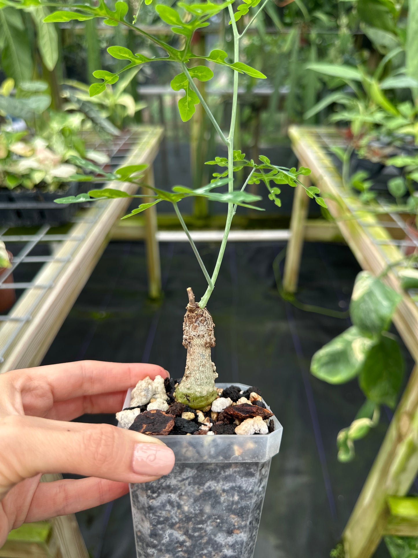 Adenia perrieri Ultra Rare Succulent