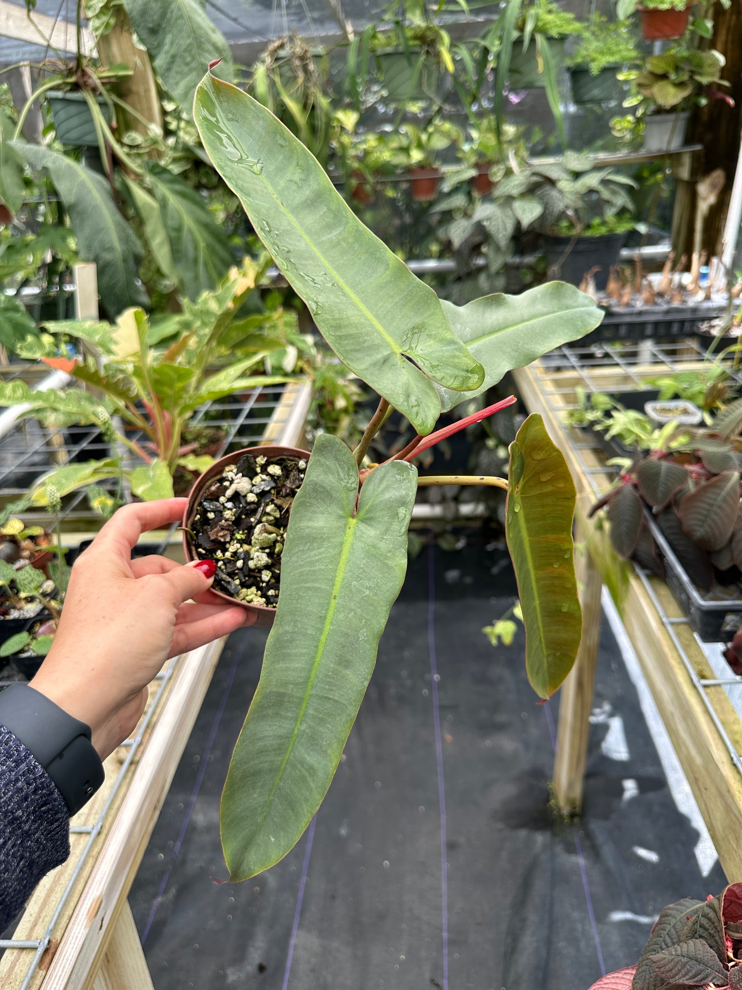 Philodendron atabapoense