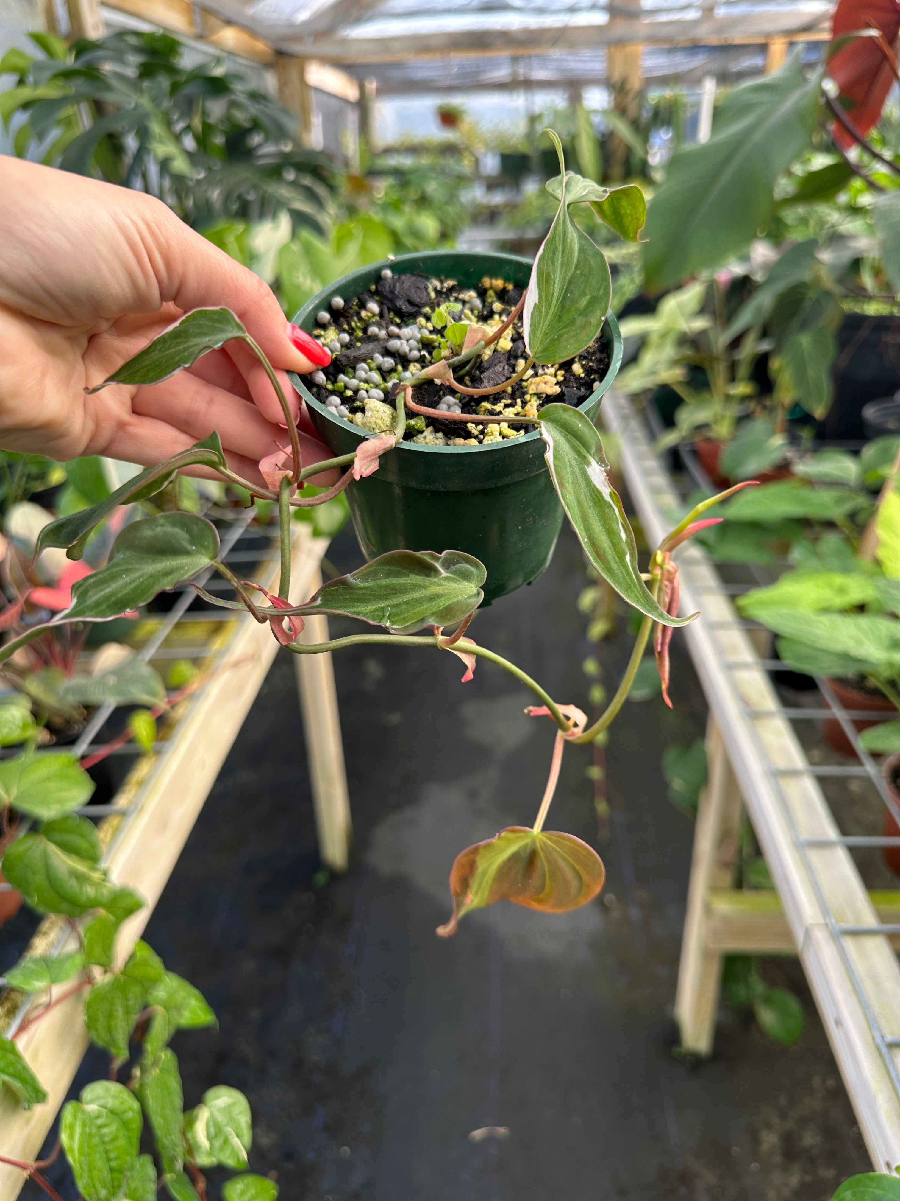philodendron micans halo variegated Philodendron Micans 'Halo' – Top Notch Tropical