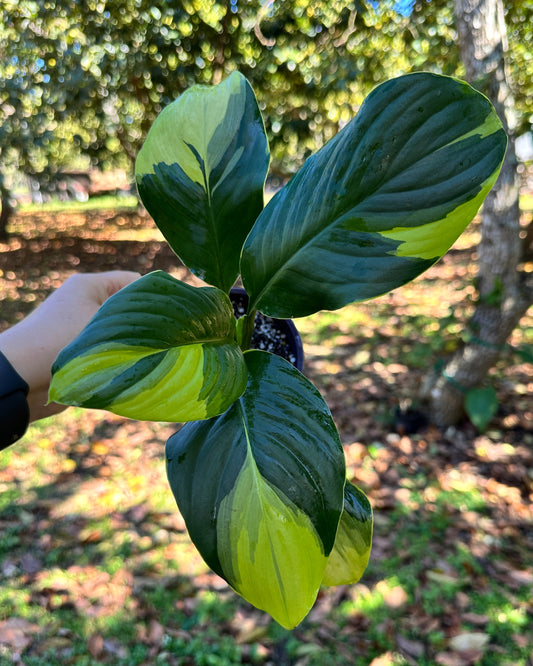 Rare Spathiphyllum "Wizard" aurea variegated Peace Lily