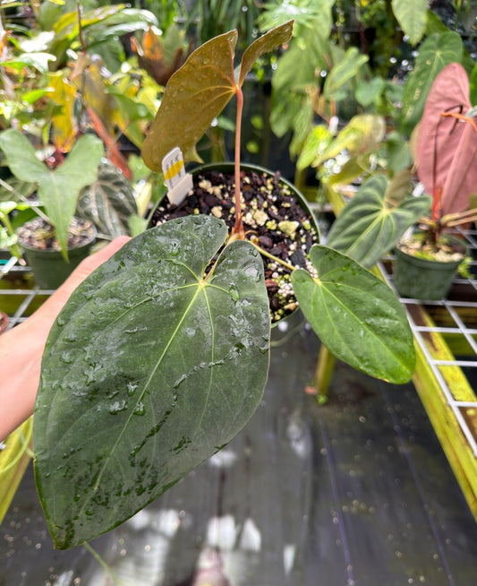 Anthurium papillilaminum (Ree Gardens) x portilloi (DF) EXACT PLANT