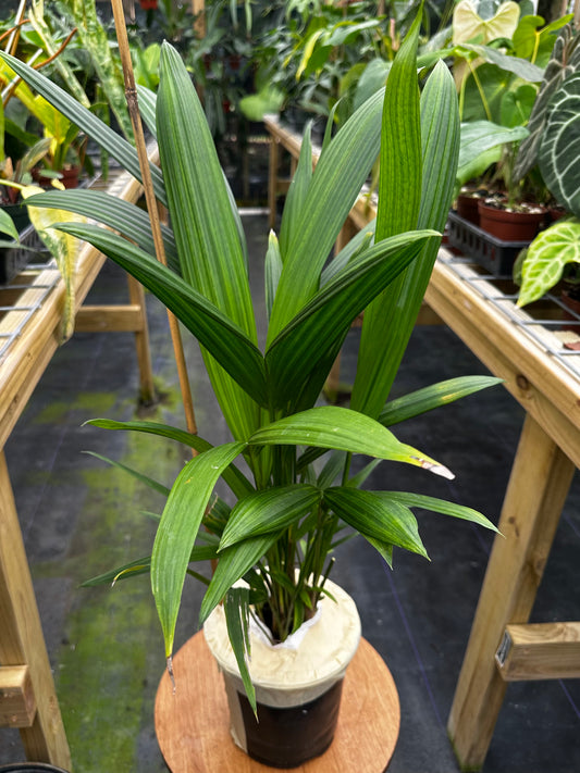 Cyrtostachys Renda / Lipstick Palm XL