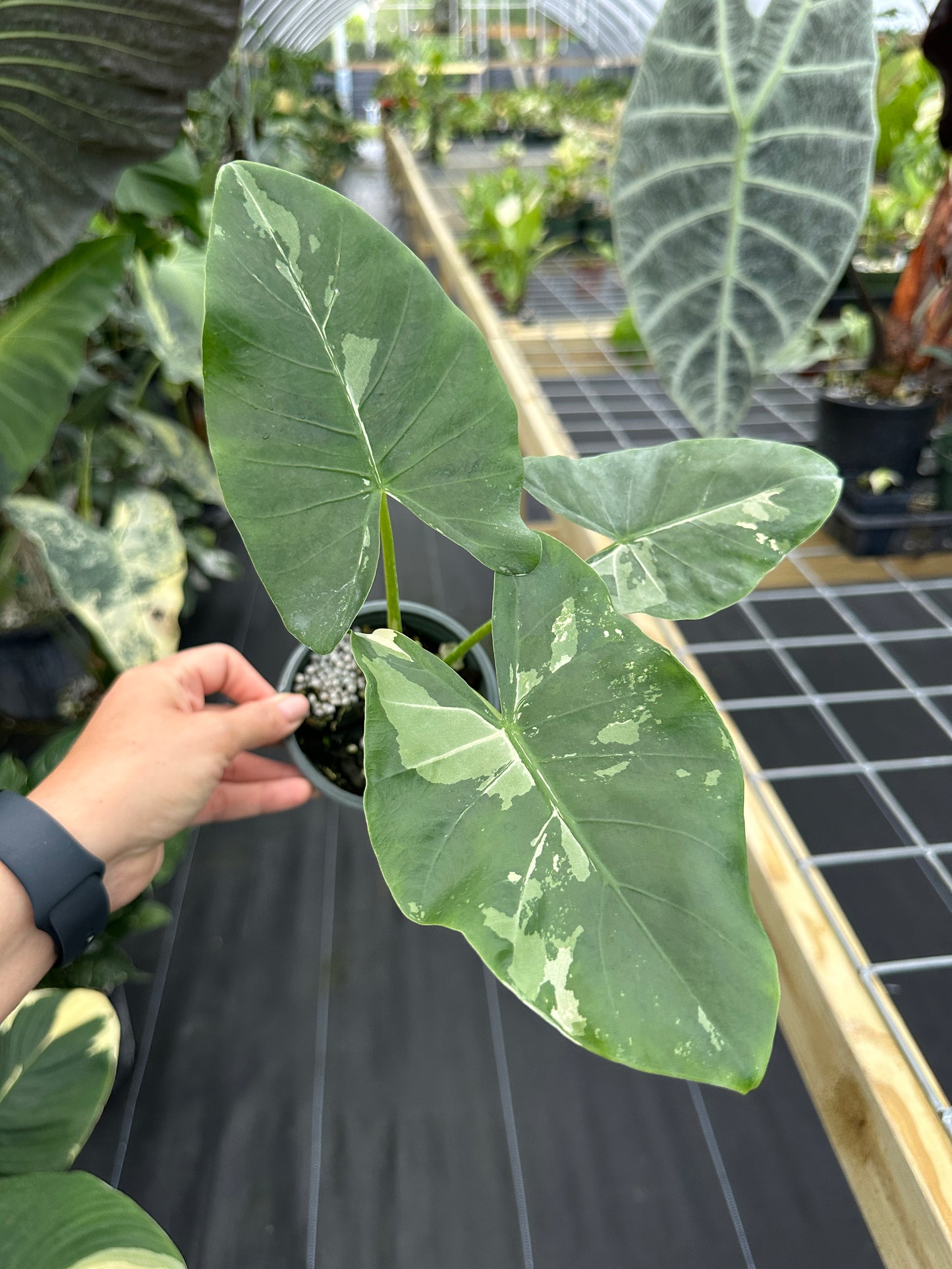 Alocasia macrorrhizos (aka macrorrhiza) Variegated