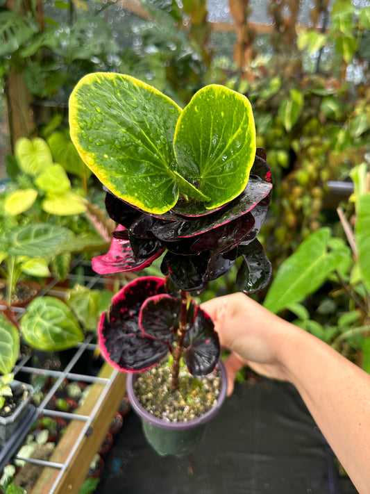 Codiaeum Variegatum,Multicolor Thai Croton, Apple