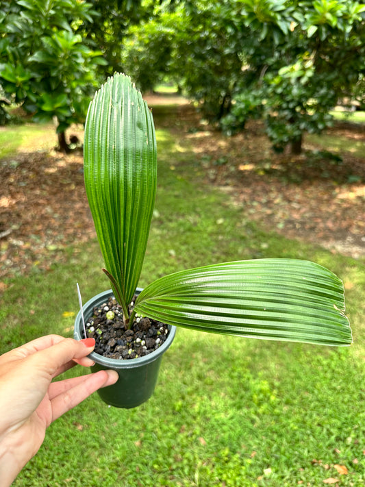 Rare Johannesteijsmannia Altifrons Joey Palm
