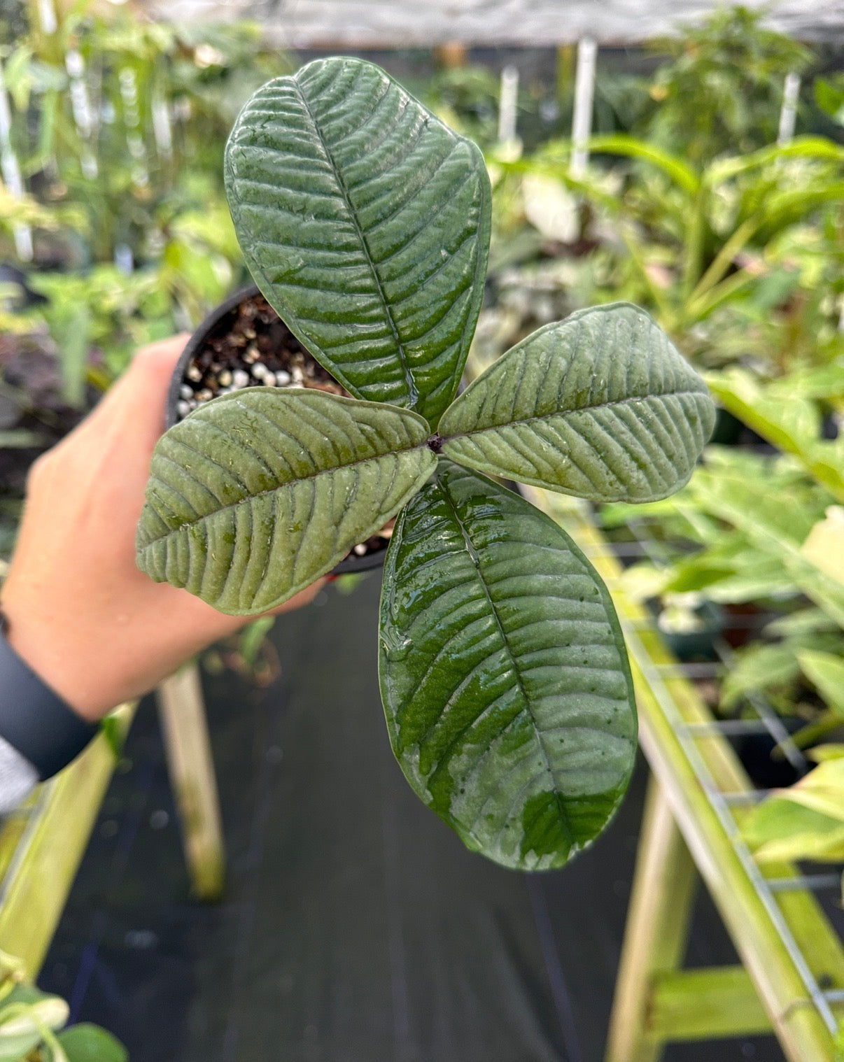 Q018 激レア種！Syzygium jiewhoei シジギウム イエウホエイ Syzygium jiewhoei Sp Papua