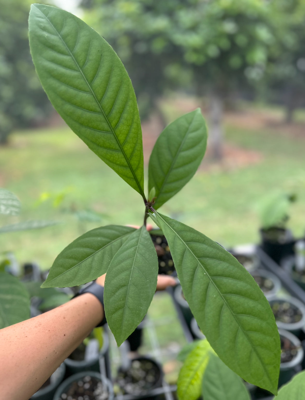 Barringtonia sp.