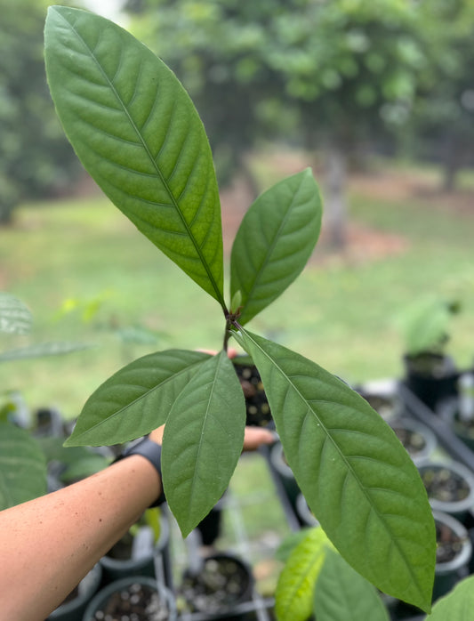 Barringtonia sp.